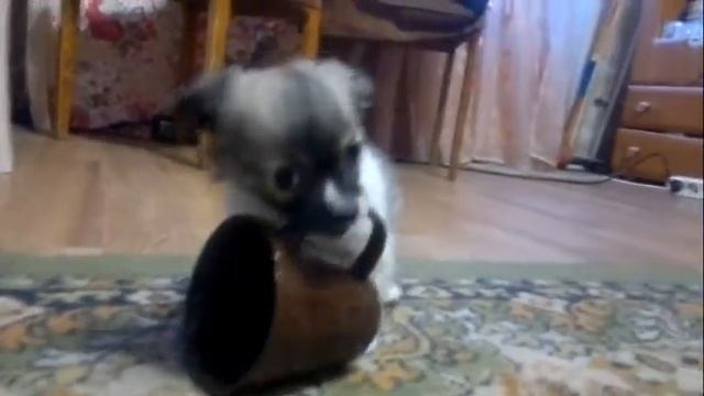 Дезюха) смотреть онлайн