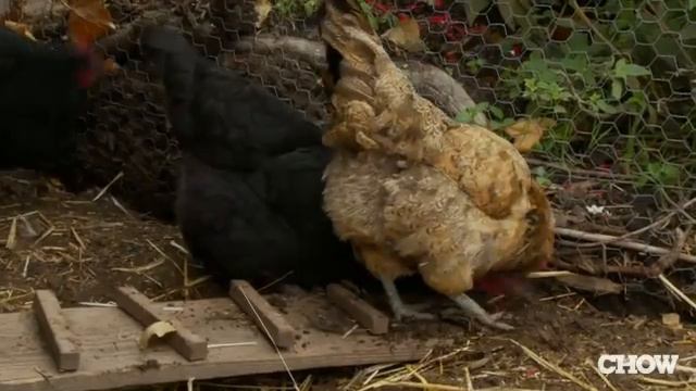 What's the Ideal Size for a Flock of Chickens? - CHOW Tip смотреть онлайн