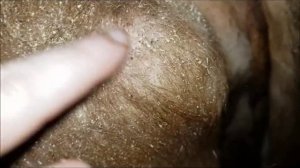 У коровы Вши, клещи, власоеды, кровососки. Чем лечить