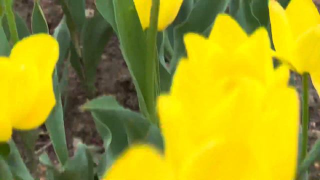 Фестиваль тюльпанов в Стамбуле🌷Как добраться в парк Гюлхане? смотреть онлайн