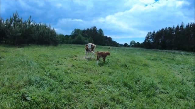 Какие хищники живут в наших лесах? Побелка чердака. // Жизнь на хуторе смотреть онлайн