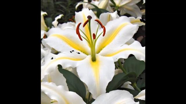 #Лилии15 #Цветы для сада и бизнеса от Ольги Шевчук смотреть онлайн