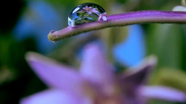 Как распускаются цветы таймлепс Шикарно! Flowers in growth time lapse смотреть онлайн