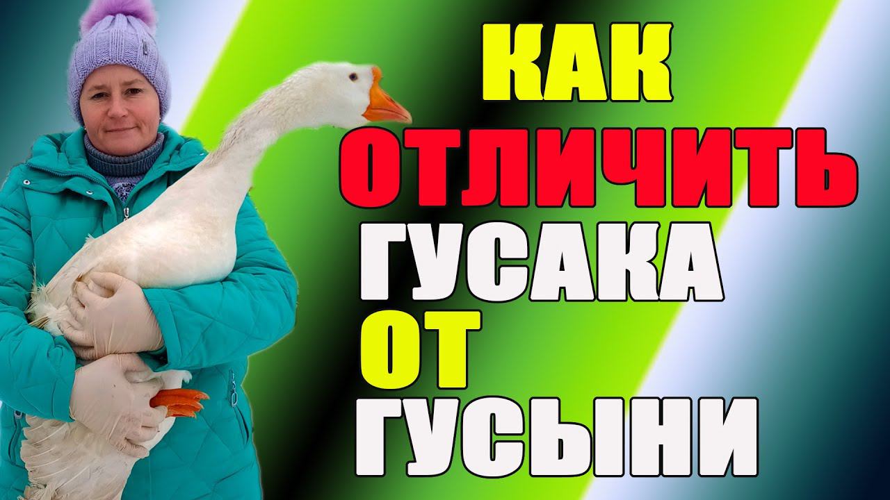 Как отличить гусака от гусыни. Зимнее содержание гусей, смотреть онлайн