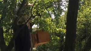 Как вернуть рой пчел в улей