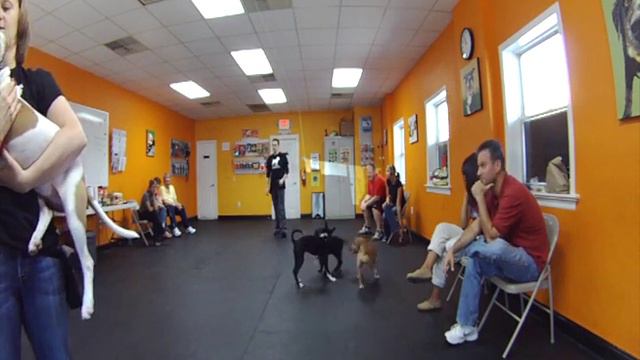 Puppy Kindergarten Group Classes with Urban Dawgs смотреть онлайн