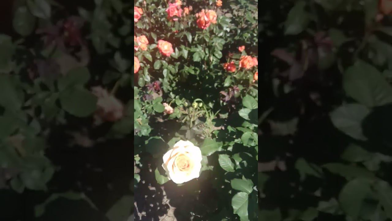 бриллиантовый юбилей https://rose-bushes.ru/ смотреть онлайн