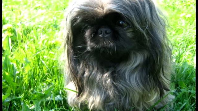 Мои собачки смотреть онлайн