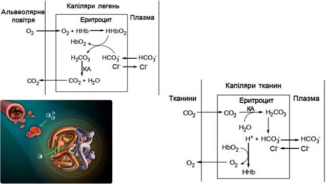Біохімія всі роки частина 6 кров смотреть онлайн