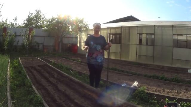 МОРКОВЬ, ПРАВИЛА ПОСЕВА, ВЫРАЩИВАНИЕ И УХОД. смотреть онлайн