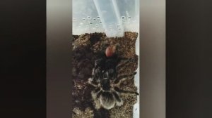 Спаривание птицеедов