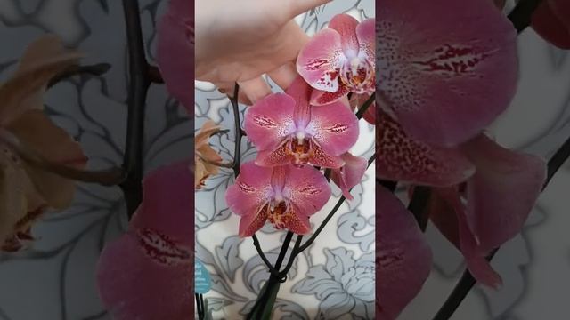 Новая фантастическая орхидея - Леко Фантастик!! ? смотреть онлайн