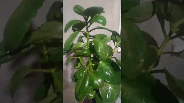 КАЛАНХОЭ ГҮЛІНІҢ КҮТІМІ..##ГҮЛ КҮТІМІ## смотреть онлайн