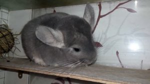 Как спариваются Шиншиллы! Наглядный Пример!