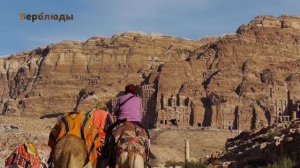 31. Животноводство. Часть 2