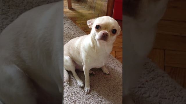 Чиа хуа хуа стоит ли заводить детям