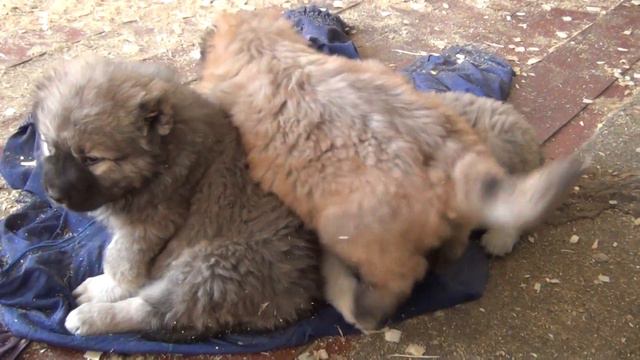 Caucasian Shepherd puppies kennel Sormovskaya Zarya - Sale! смотреть онлайн