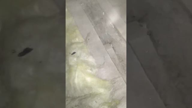 Колдовство бозбанчалла смотреть онлайн