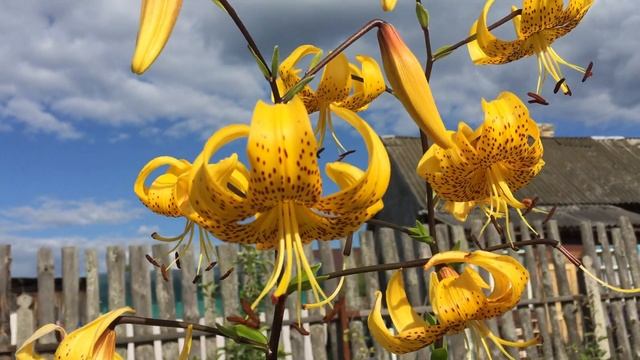 Лилия Лейхтлина  (Lilium Leichtlinii)