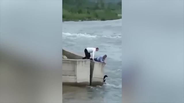 Эти Животные ЗВАЛИ на ПОМОЩЬ! Попробуй НЕ ЗАПЛАКАТЬ и Спасение животных!(5) смотреть онлайн