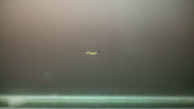 Krill.flv смотреть онлайн