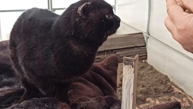 Дачные коты #37. Лечим Шоколадика смотреть онлайн