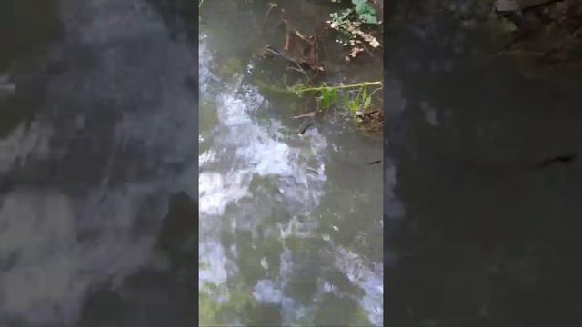 Ловля пиявки легко и просто