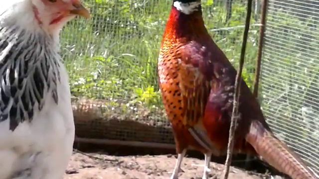 фазаны и куры смотреть онлайн