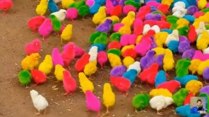 Детские песенки. Цветные цыплята. Песенка про цыплят. Цыплёнок ЦЫП ЦЫП. Весёлые песенки для детей.