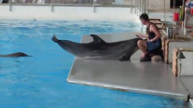 Дельфинарий смотреть онлайн