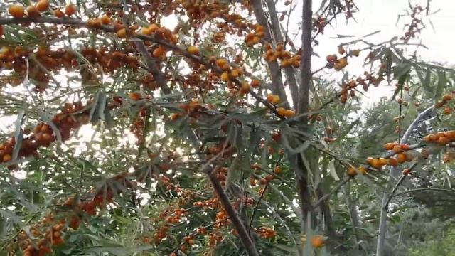 Облепиха смотреть онлайн