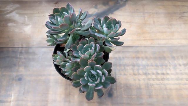 Echeveria Angel смотреть онлайн