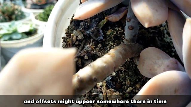 137 GRAPTOPETALUM SUPERBUM SUCCULENT CARE GUIDE || Succulent Care Tips 다육식물 多肉植物 Suculentas