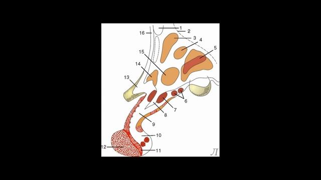 11.15 Подробное разъяснение. Гипоталамус смотреть онлайн