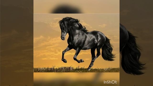 Последняя глава рассказа Э. Сетона-Томпсона «Мустанг-иноходец» смотреть онлайн