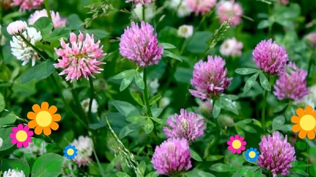 Клевер красный Трубетчинский местный. Краткий обзор, описание характеристик, где купить семена смотреть онлайн