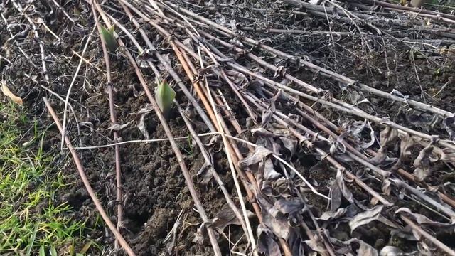 Садовые Первоцветы. Обзор дачи после зимы смотреть онлайн