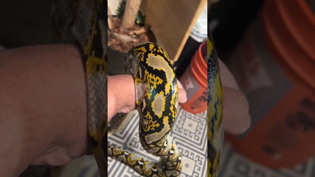 Mainland Reticulated Python relaxing ! смотреть онлайн