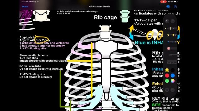 Stuff You Forgot Before Your Next Osteopathic Test: OMM Review-Read Comments смотреть онлайн