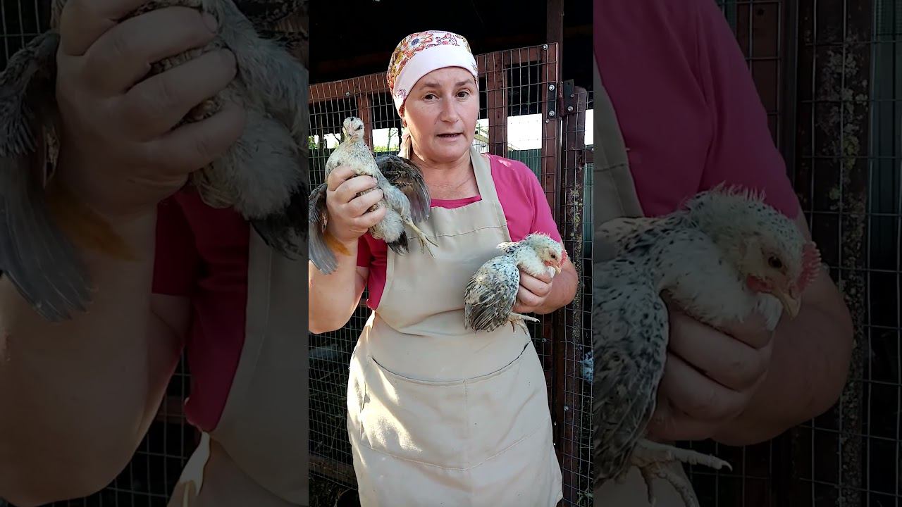 100% курочка - 100% петушок. Аутосексная порода. смотреть онлайн