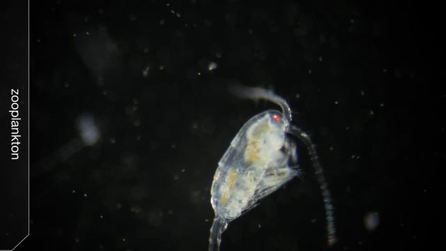 From Drifter to Dynamo: The Story of Plankton | Deep Look смотреть онлайн