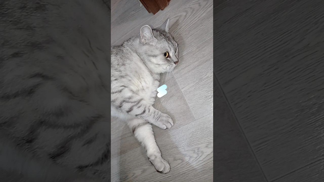 Отвечай честно! #shorts #рекомендации #котики #лайк #подписка #коттитар #котята #выбери #вискас смотреть онлайн