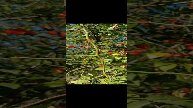 Сонник. Шиповник во снах.MP4 смотреть онлайн