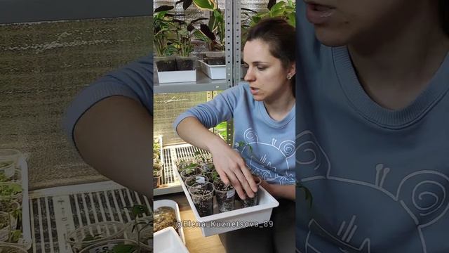 Правила выращивания рассады смотреть онлайн