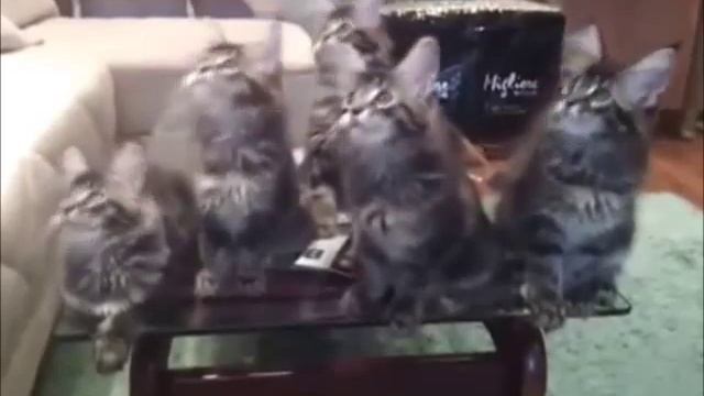 Котята танцуют под музыку - смешно до слез! Вы такого не видели! смотреть онлайн