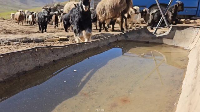 Rural Family.  The Perren Family Is On New Year's Vacation