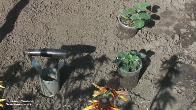 ПОСАДКА КЛУБНИКИ С ЗАКРЫТОЙ КОРНЕВОЙ СИСТЕМОЙ , ПОДГОТОВКА ЗЕМЛИ ПОД ПОСАДКУ КЛУБНИКИ смотреть онлайн