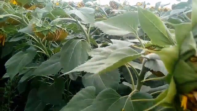 Обзор разных сортов подсолнечника 1 августа смотреть онлайн