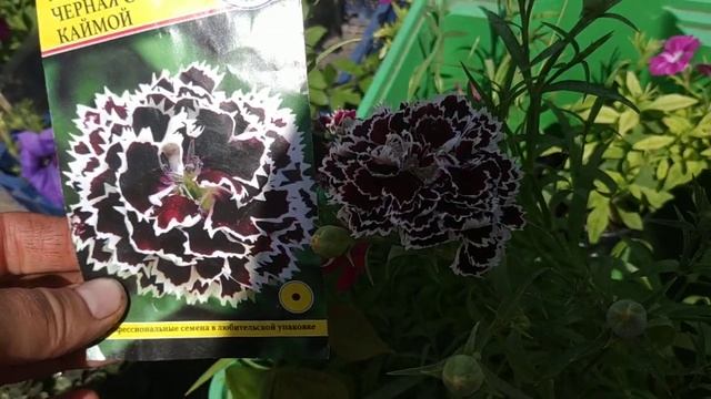 Гвоздика Черная с белой каймой. Отдам безвозмездно в добрые руки смотреть онлайн