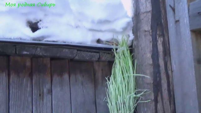 Сказочная природа моей родной Сибири! смотреть онлайн